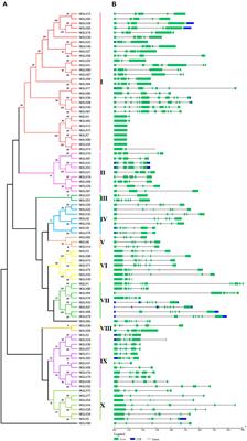 Genome-Wide Analysis of the G2-Like Transcription Factor Genes and Their Expression in Different Senescence Stages of Tobacco (Nicotiana tabacum L.)